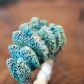 12a piccole creature jewelry formentera  bronze ring